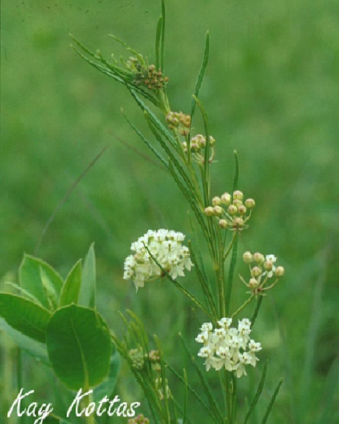 USA Asclepias verticillata 20 Whorled Milkweed seeds ORGANIC 