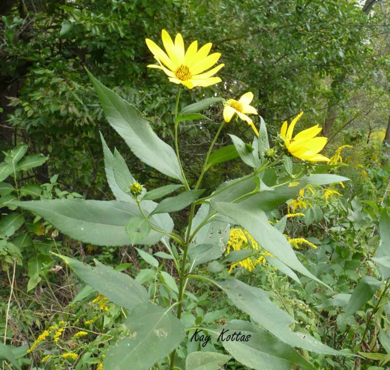 Helianthus tuberosus