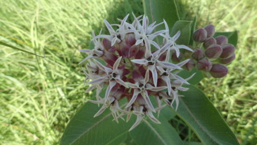 Monarchs and Milkweed Tall Mini Mix - Image 5