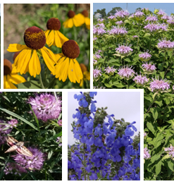 Deer/Rabbit Resistant Tall Mini Mix