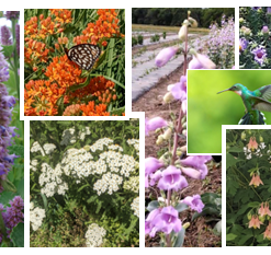 Hummingbird Short Mini Mix