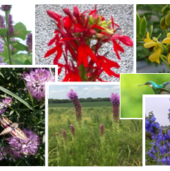 Hummingbird Tall Mini Mix